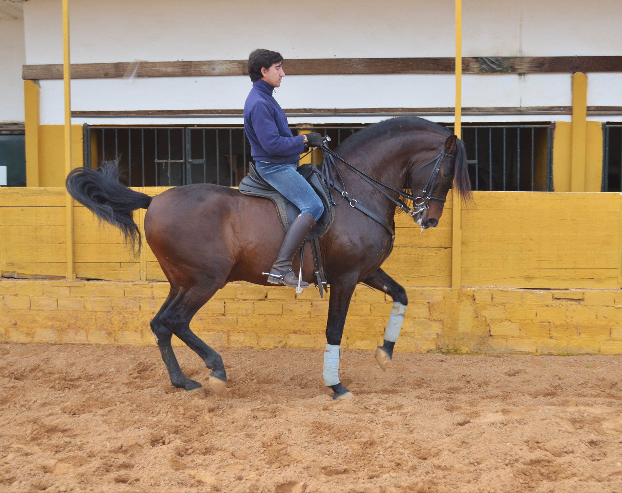 Listado de Caballos en Venta